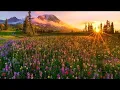 Download Lagu Richard Clayderman  - Dreams