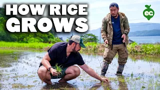 How Organic Rice Is Grown in Japan | Grow & Tell