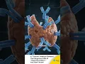 What is Hyperthyroidism Symptoms Causes Treatments 3D Animation