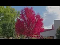 Bright in Autumn - Come stay at Bright Caravan Park