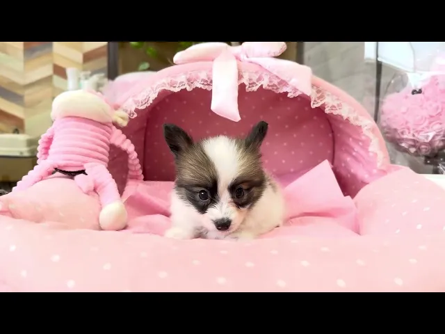 動画