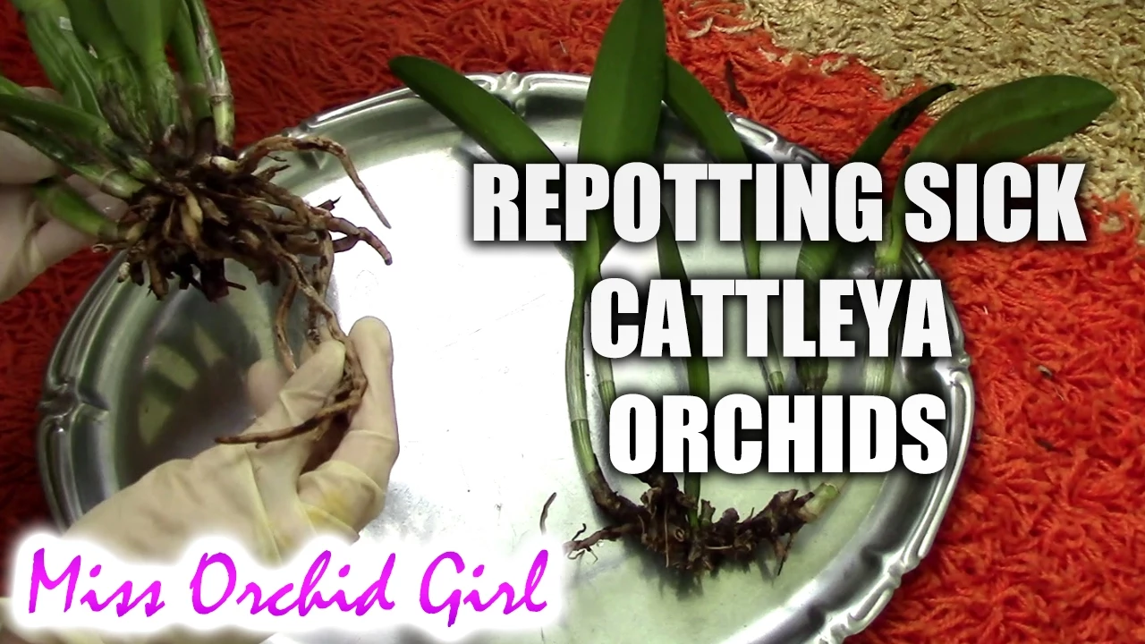 REPOTTING MY SICK CATTLEYA ORCHIDS