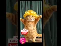 Download Lagu 🔴 #11 Cat #funny #animals #viralshorts #cuteanimals