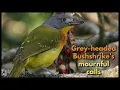 Download Lagu Grey-headed Bushshrike's mournful calls