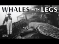 Download Lagu Whalers Caught a Whale With Legs