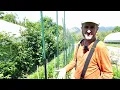 Download Lagu Iarba de gazon tunsa este plina de azot si poti sa o folosesti drept mulci