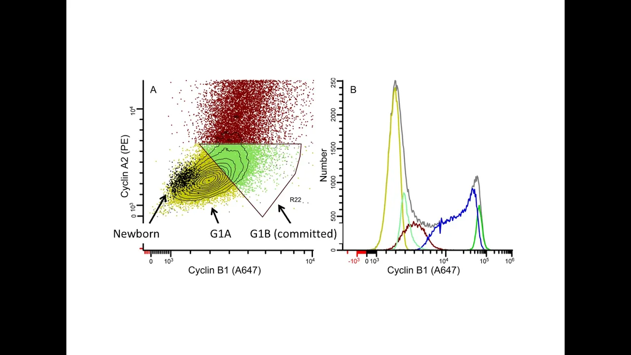 Multiparameter Cell Cycle Analysis
