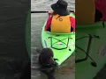 Standard poodle attempts daring rescue on Lake Michigan