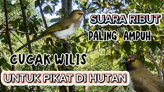 Download SUARA PIKAT BURCIL CUCAK WILIS RIBUT PALING AMPUH | MASTERAN CUCAK WILIS MP3