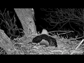 Decorah Eagles A Surprise Visitor Explore org 3-26-2026