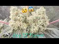 Ethos Genetics Update Harvest in 1 week