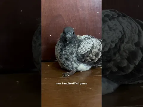 NOVO PET???