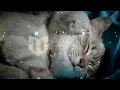 Download Lagu Kitty Time – Aftertune (No Copyright Music) Dance \u0026 Electronic / Happy