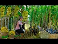 Download Lagu Harvest Bananas \u0026 Sugarcane After 1 Year To Sell At The Market – Replant Tops, Cook, Livestocks.