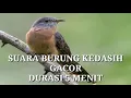Download Lagu Suara Burung Kedasih