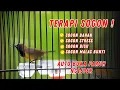 Download Lagu TERAPI SUPER AMPUH!! SOGON BISU / STRES MENJADI GACOR NGLEPER , BUKA PARUH DAN NEMBAK