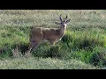 Bohor Reedbuck Jul 2014