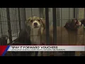 45 000 grant awarded to Longview PAWS to help their spay neuter campaign