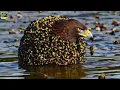 Download Lagu The Golden Eagle Under Attack: The Battle Against Millions of Bees