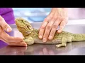 The Fascinating Life Cycle of Bearded Dragons