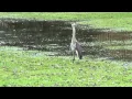 Heron takes flight - right near my house in Lititz PA
