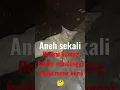 Download Lagu Viral..‼️Reaksi kucing ketika mendengar sound mesir kuno#poetrakelanafulltime#short