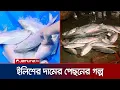 Download Lagu ইলিশের ডাক কীভাবে নির্ধারণ হয়? টাকা যাচ্ছে কার পকেটে? | Investigation 360 Degree | Ilish | Jamuna TV