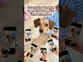 Download Lagu Joget TABOLA BALE Versi Anjing Lucu‼️ 🐶🎶 #shorts