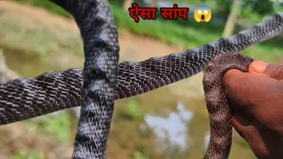 मिल गया लाखों में एक सबसे अनोखा सांप 😲 यूट्यूब पे पहली बार समाने आया ऐसा सांप 