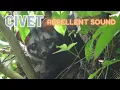 Download Lagu Civet Repellent Sound