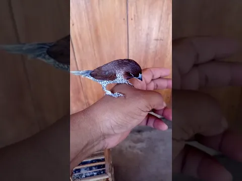 VIRAL BURUNG EMPRIT ISIAN PERKUTUT KENARI