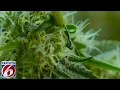 Trulieve spent 40M on recreational marijuana initiative in Florida