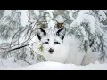 Lagu Yellowstone's winter Peace, Beautiful Relaxing Music, Peaceful Soothing Music, by Tim Janis