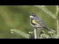 Download Lagu Lagu burung pengicau pantat kuning