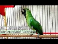 Download Lagu Satu titik Nembak PIJANTUNG - Pancingan Cucak ijo gacor bongkar isian