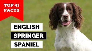 99 of English Springer Spaniel Owners Don t Know This