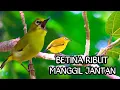 Download Lagu suara pleci betina ribut untuk pancingan pleci malas bunyi