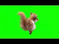 Dancing Squirrel Effect No Copyright