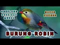 Download Lagu SUARA BURUNG ROBIN GACOR | KICAU MANIA