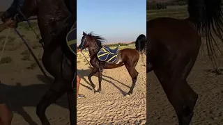 الحصان رماح الجمال كله السمان خيل حصان 