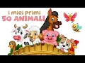I Miei Primi 50 Animali (Nomi e Versi) 🎴 FLASHCARD + Animali Nella Vita Reale | Video Educativi