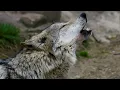 Download Lagu Lobos Aullando