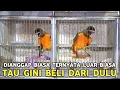 Lagu TAU BEGINI CILILIN MINGGIR DULU || BURUNG DIANGGAP REMEH TERNYATA CILILIN AJA LEWAT !!!