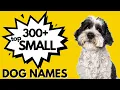 300 Top SMALL Dog Names Trending NOW - Unique Dog Names