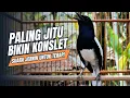 Lagu suara BURUNG kacer GACOR ngeplong KONSLET Tarung ini Paling Ampuh buat PANCINGAN KACER agar EMOSI