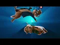 Download Lagu Born This Way / Ain’t No Stoppin’ Us Now/Firework-Alvin And The Chipmunks