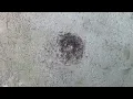 How does the ANT DEATH SPIRAL occur?