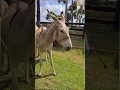 PEGA Donkey and Stallion Horse Breeds