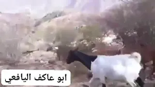 الا ليتك وجبل تسمعني دندنها