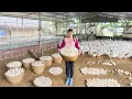 Download Lagu Rewind Timelapse - Harvesting A Lot Of Duck Eggs Goes To Market Sell - Selling Grown Pigs